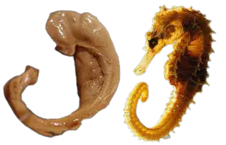 Hippocampus Overview
